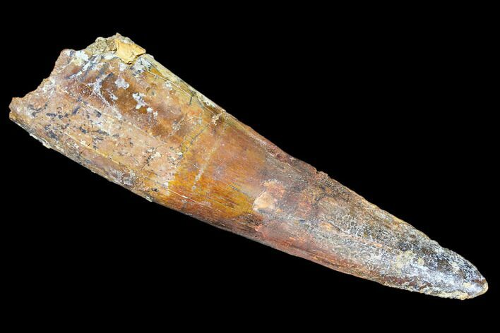 Bargain, Spinosaurus Tooth - Composite Tooth #105687